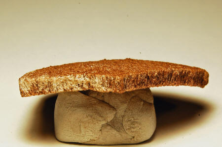 saltasaurus fossil